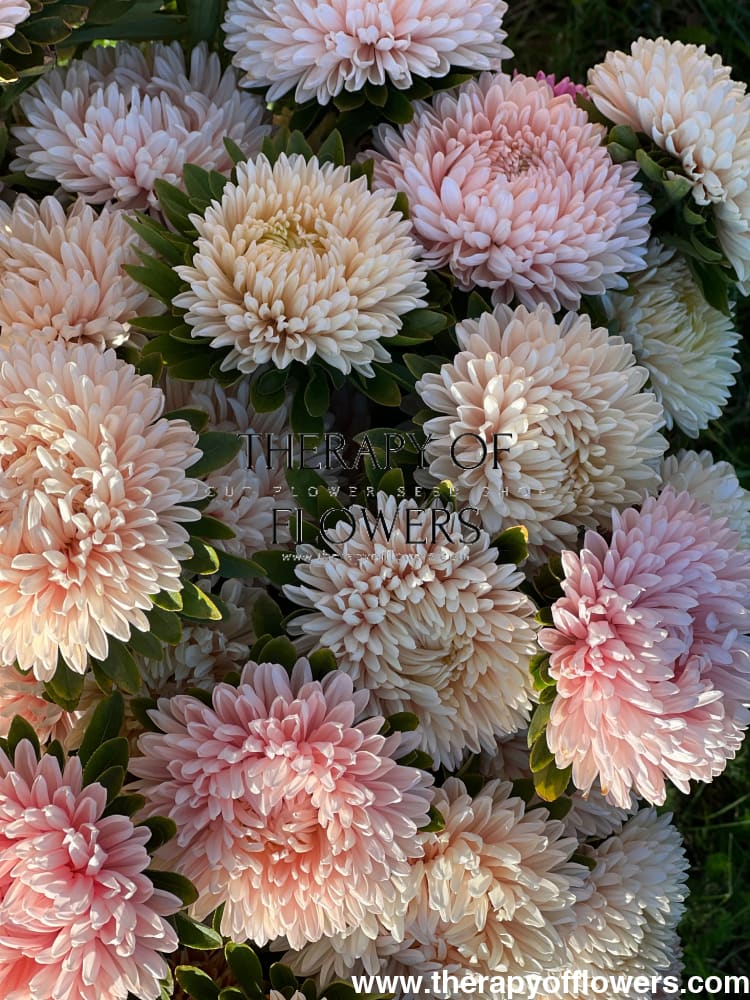 Aster Lady Coral® Chamois | Callistephus chinensis therapyofflowers.com