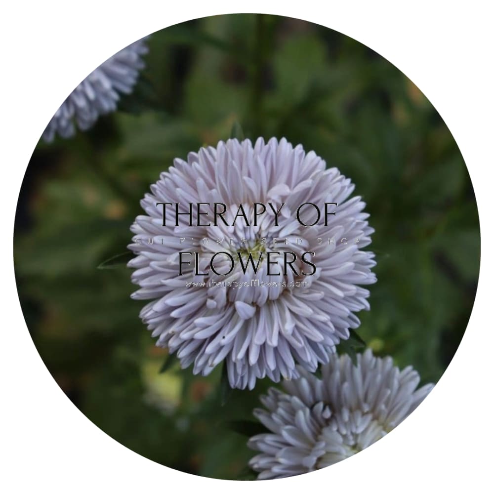 Aster Lady Coral® Lavender.