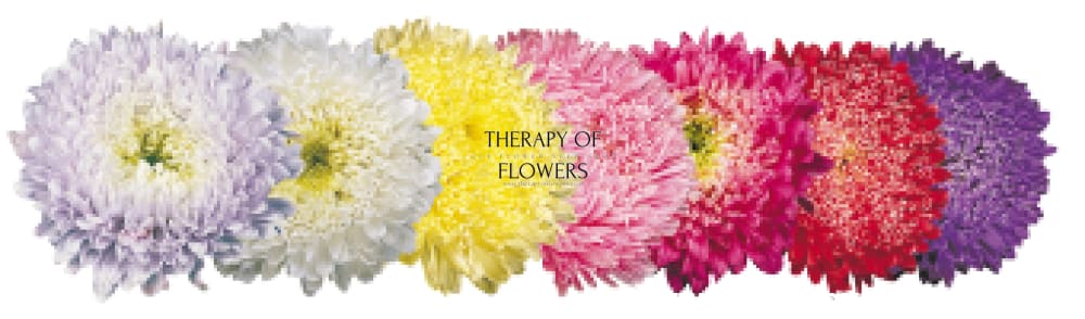 China Aster Matador® Salmon Pink | Callistephus chinensis therapyofflowers.com