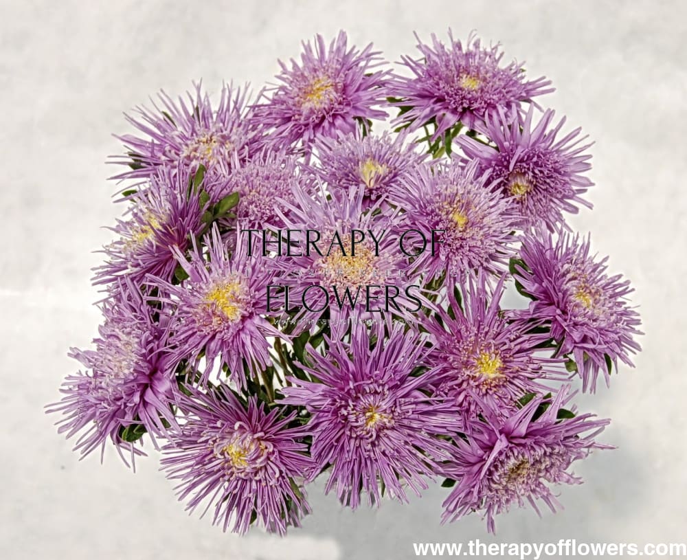 China Aster Sea Starlet Lavender | Callistephus chinensis - 30 seeds / 50 - 60 cm / Lavander - Seeds