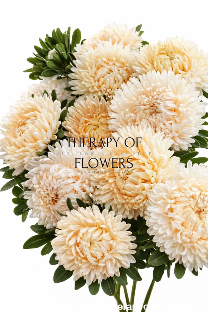 China Aster Syringa Champagne | Callistephus chinensis - 30 seeds / Soft cream to pale peach color - seeds