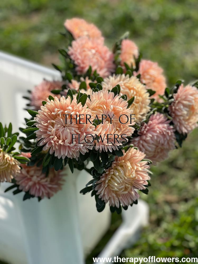 Aster NEW Syringa Gold Salmon therapyofflowers.com