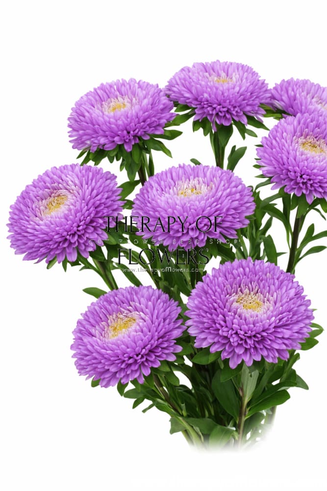 China Aster Syringa Lilac | Callistephus chinensis - 30 seeds - seeds