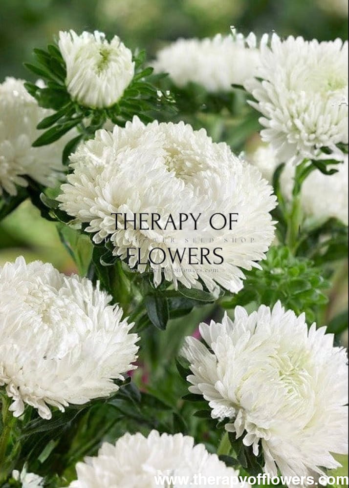 Callistephus chinensis