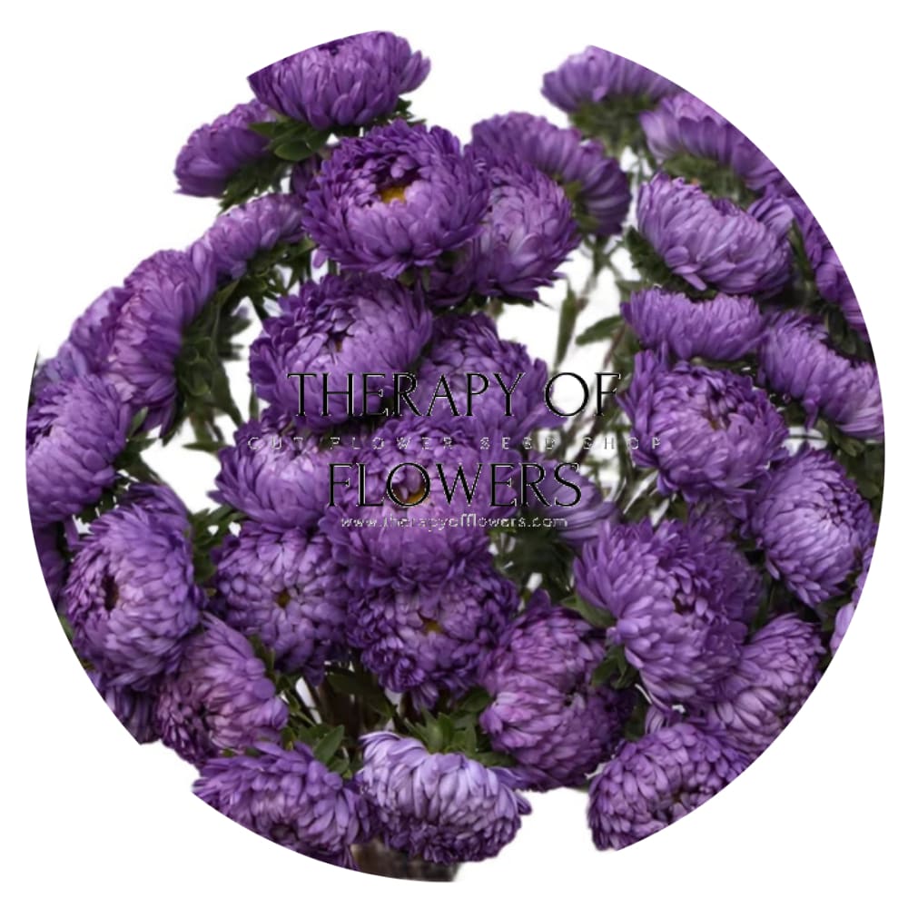 Aster Tower Blue therapyofflowers.com