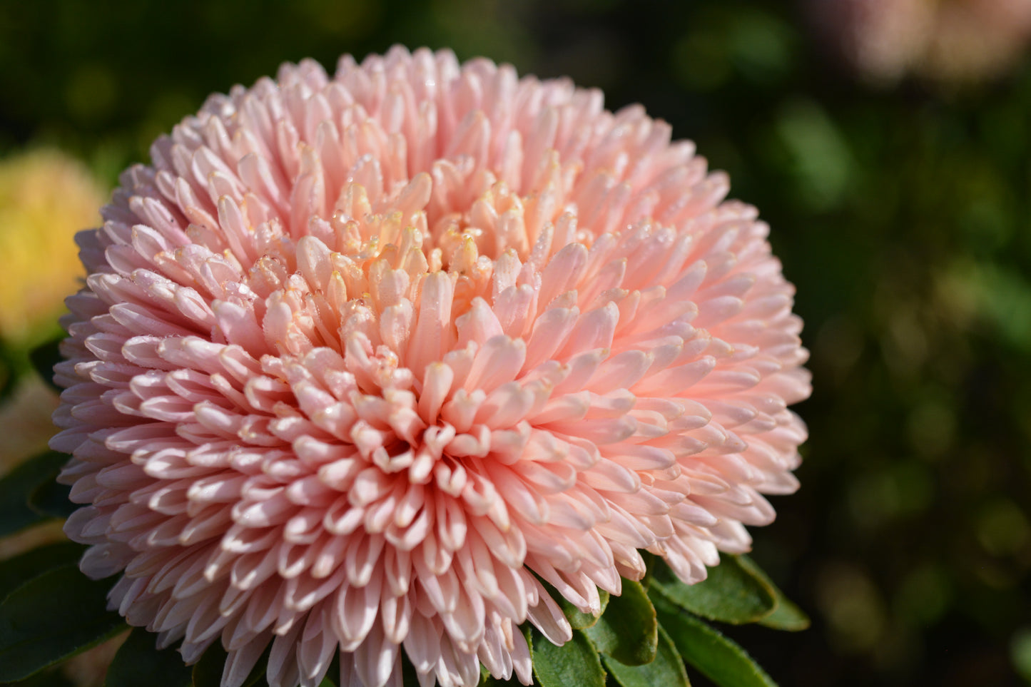 Aster Chrisantella Pink Mother of Pearl