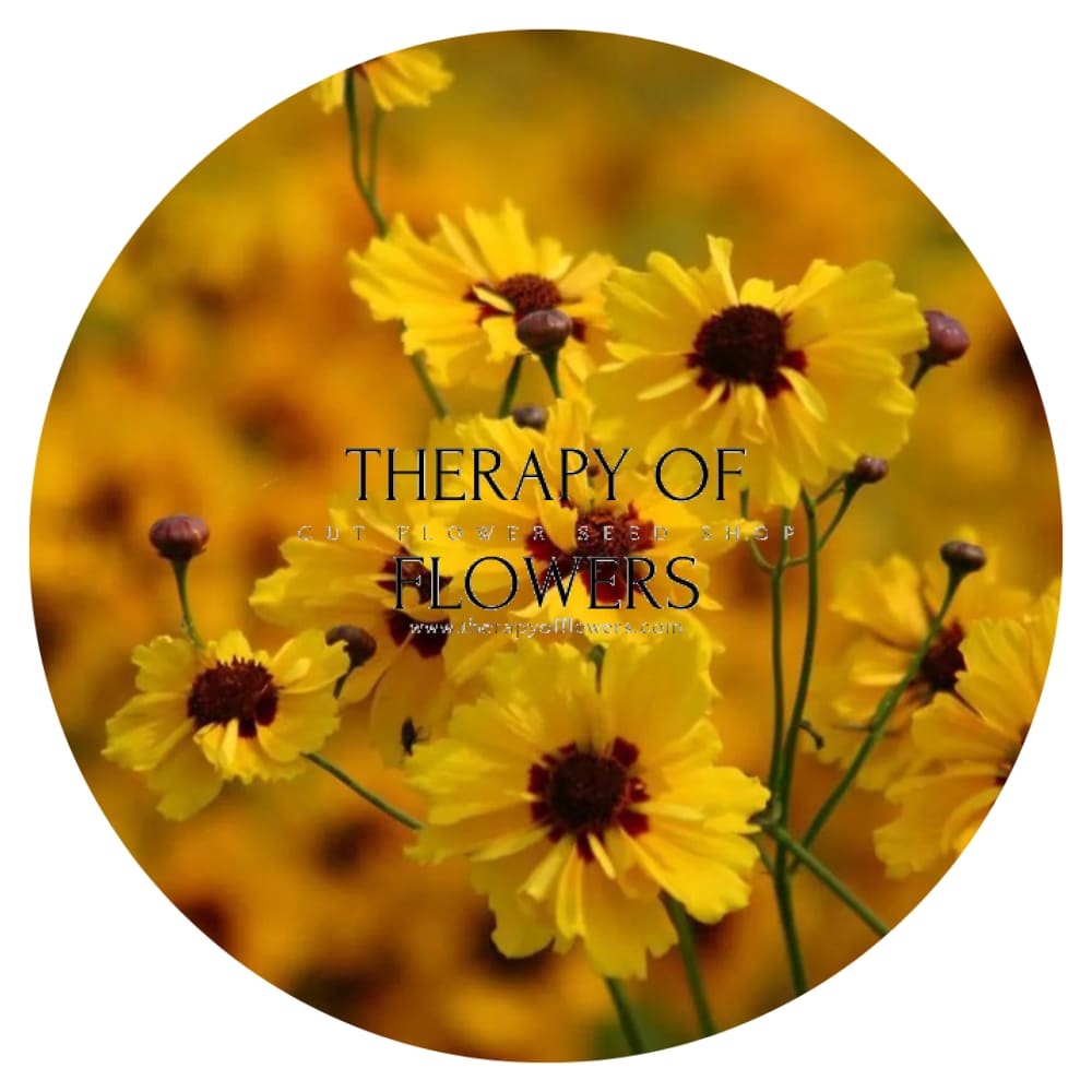 Coreopsis tinctoria Golden Roulette therapyofflowers.com