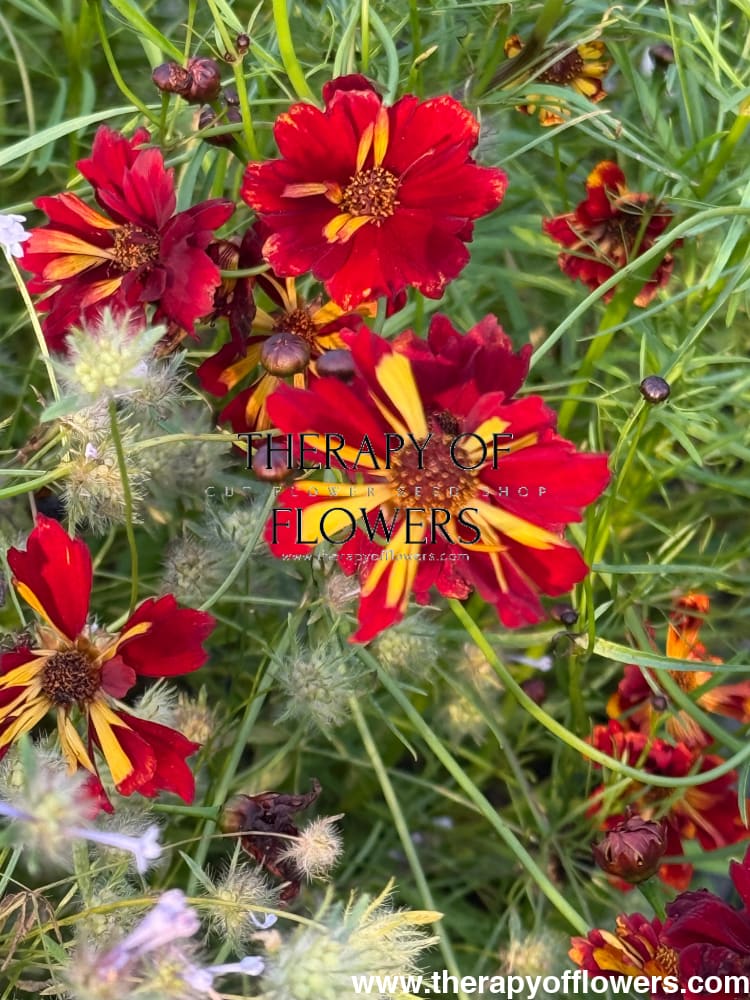 Coreopsis tinctoria Roulette therapyofflowers.com