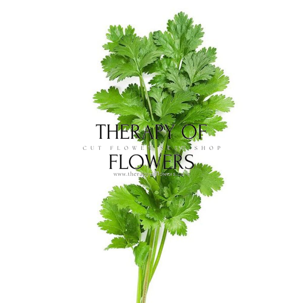 Coriander | Asian Herb therapyofflowers.com