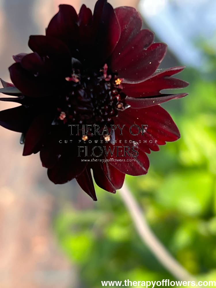 Cosmos atrosanguineus Black Magic therapyofflowers.com