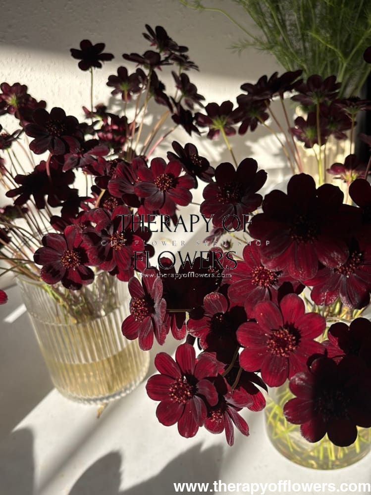 Cosmos atrosanguineus Black Magic therapyofflowers.com