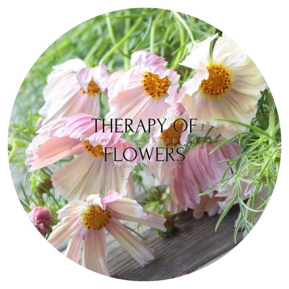 Cosmos bipinnatus Apricot Lemonade therapyofflowers.com