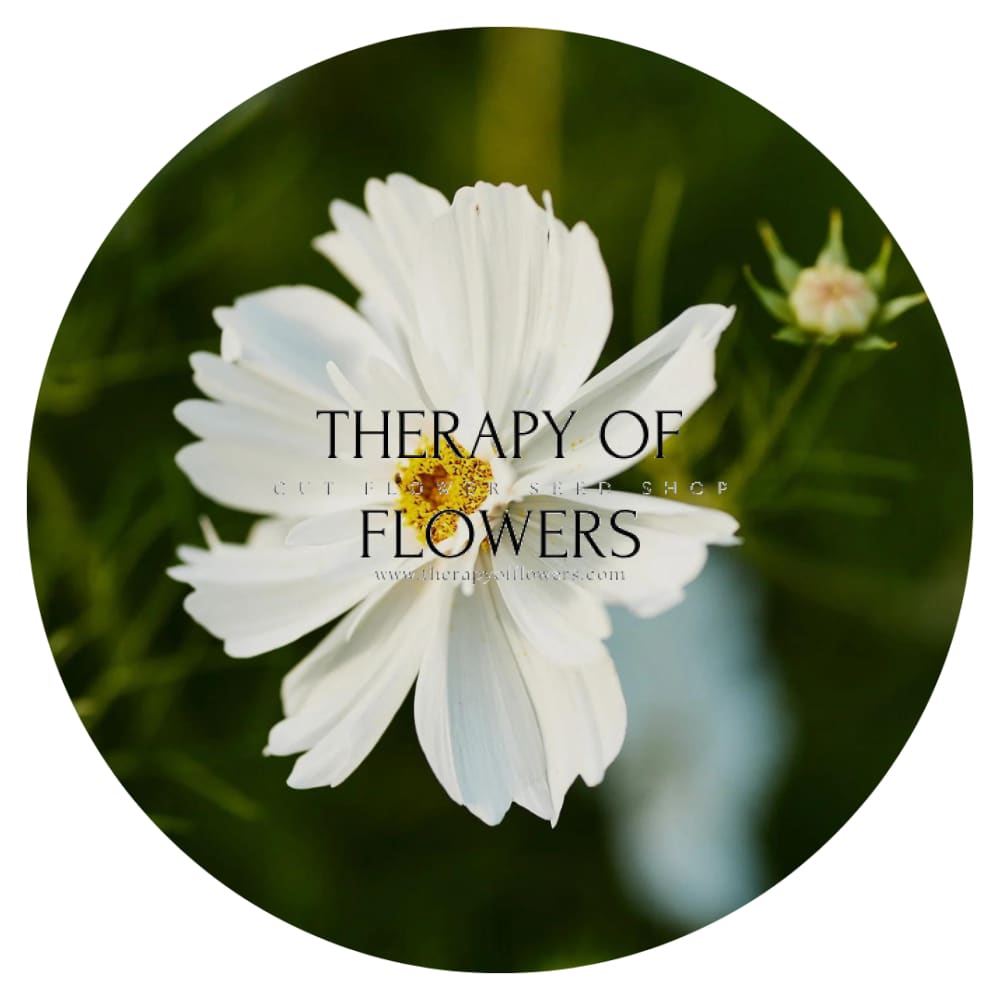 Cosmos bipinnatus Fizzy White