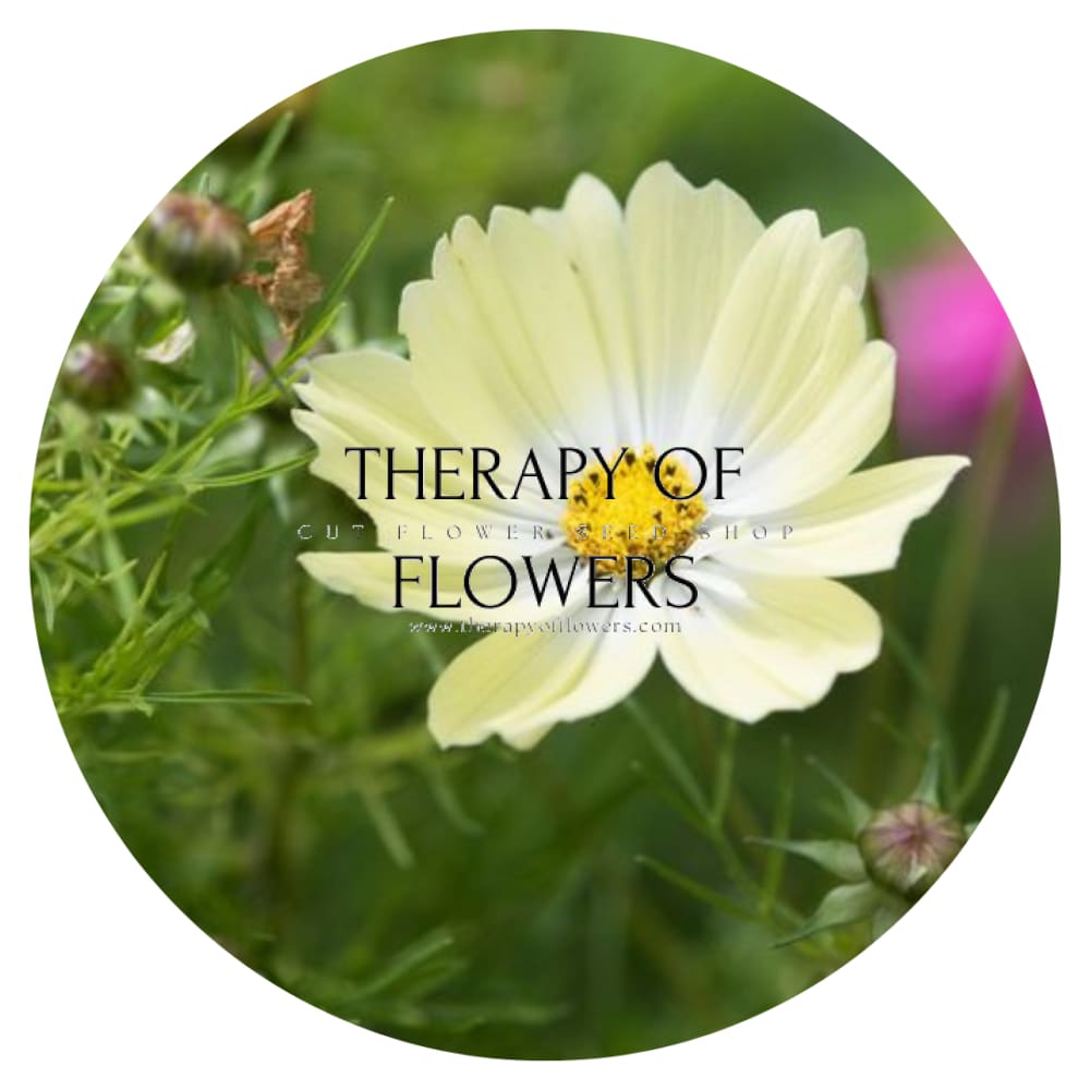 Cosmos bipinnatus Kiiro