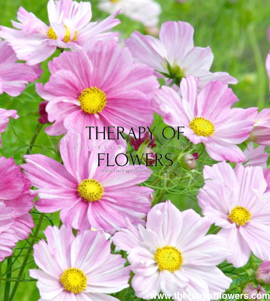 Cosmos bipinnatus Rosetta therapyofflowers.com