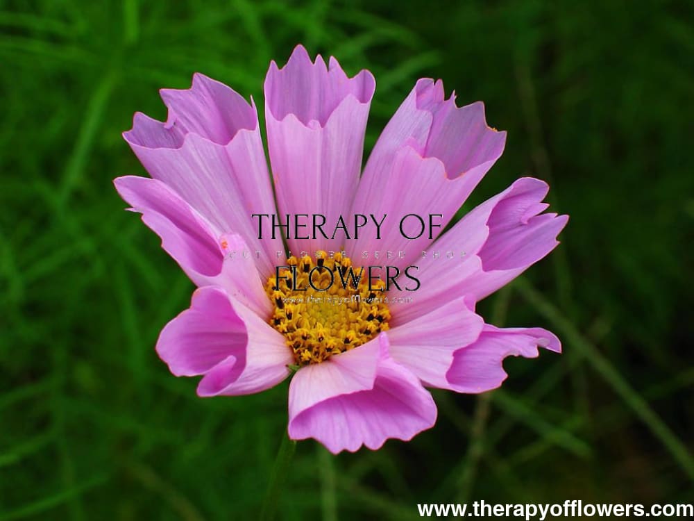 Cosmos bipinnatus Sea Shells mix therapyofflowers.com