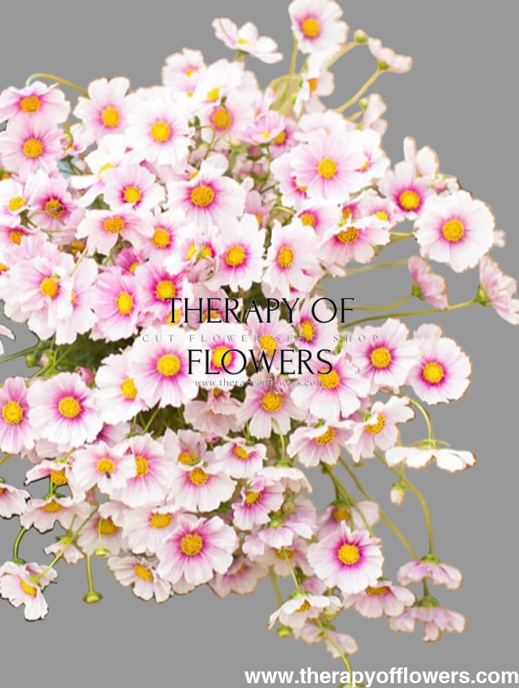 Cosmos bipinnatus Sensation Day Dream | Palest pink blooms therapyofflowers.com