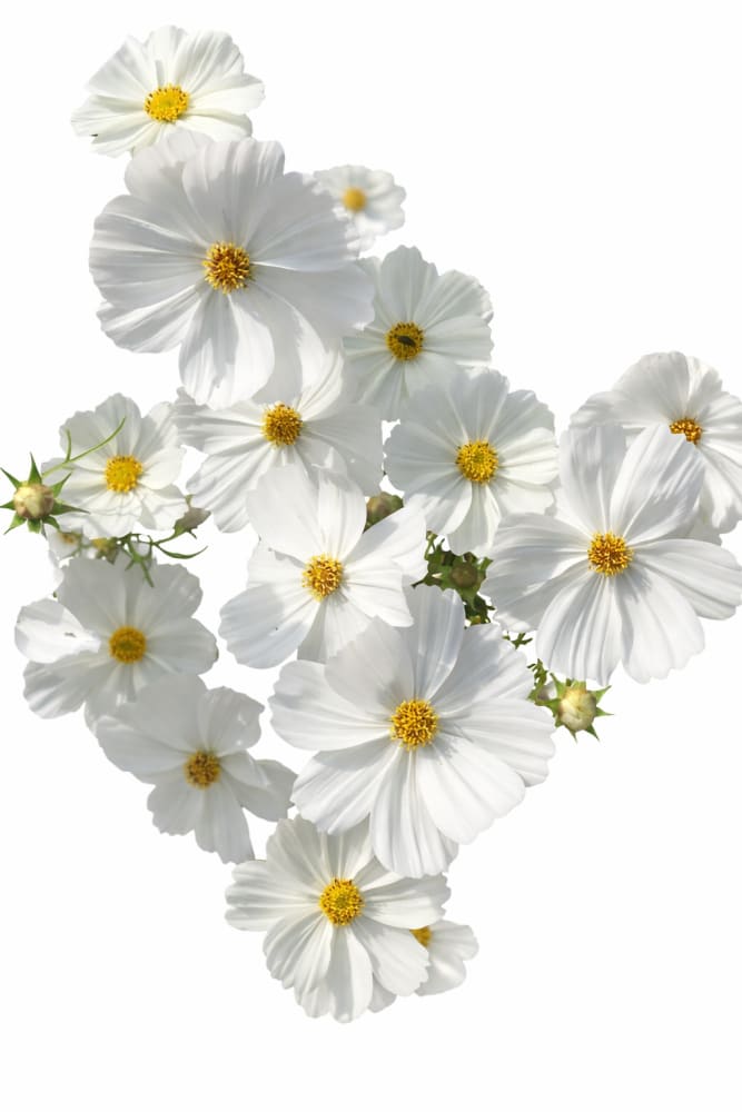 Cosmos bipinnatus Sonata™ White | Compact Pot Flower - 20 seeds / 61 cm - seeds