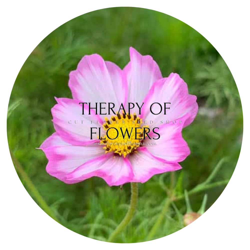 Cosmos bipinnatus Tip Top Picotee therapyofflowers.com