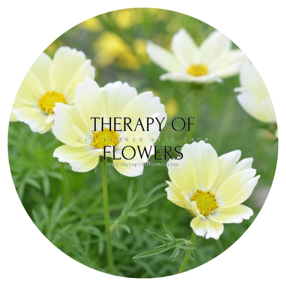 Cosmos bipinnatus Xanthos therapyofflowers.com