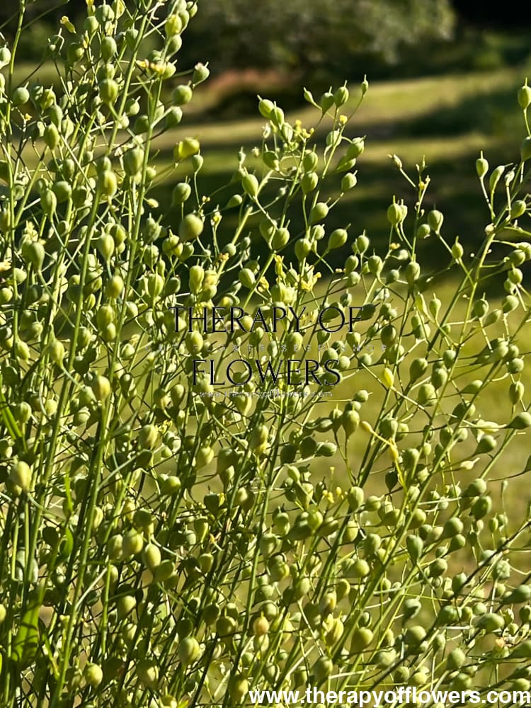 Cress Attraxa | Gold of Pleasure therapyofflowers.com