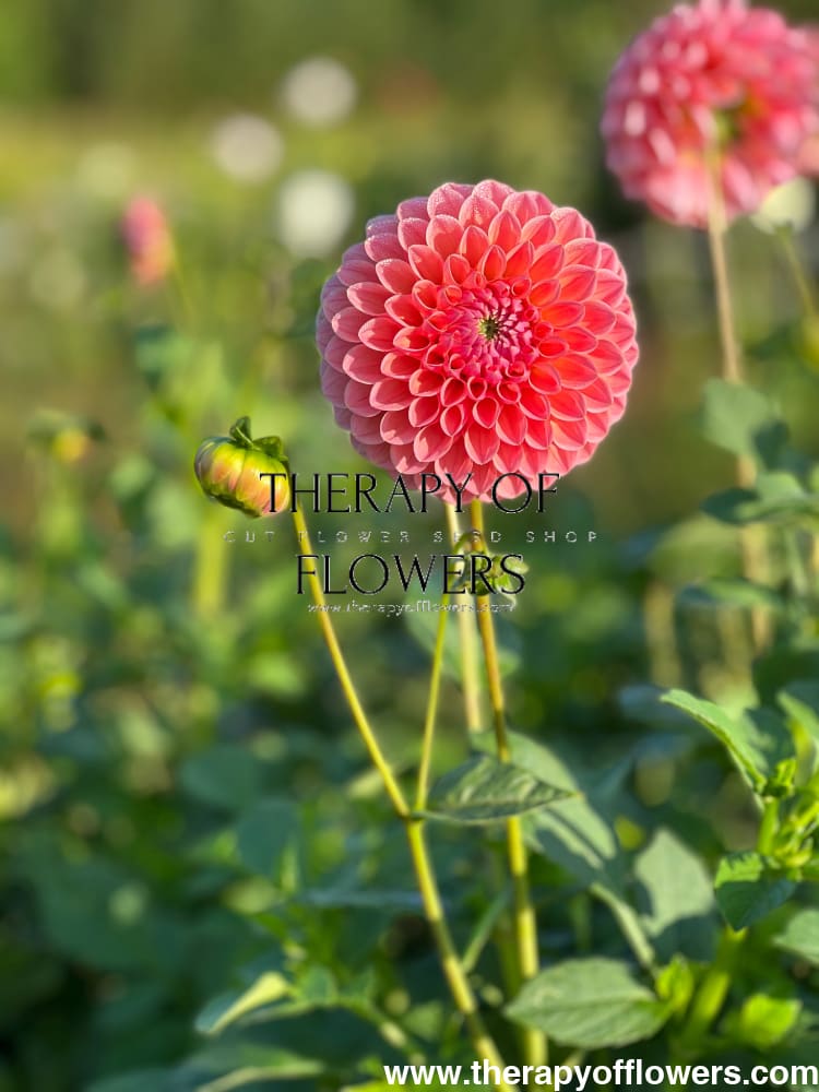 Dahlia Nathalie G therapyofflowers.com
