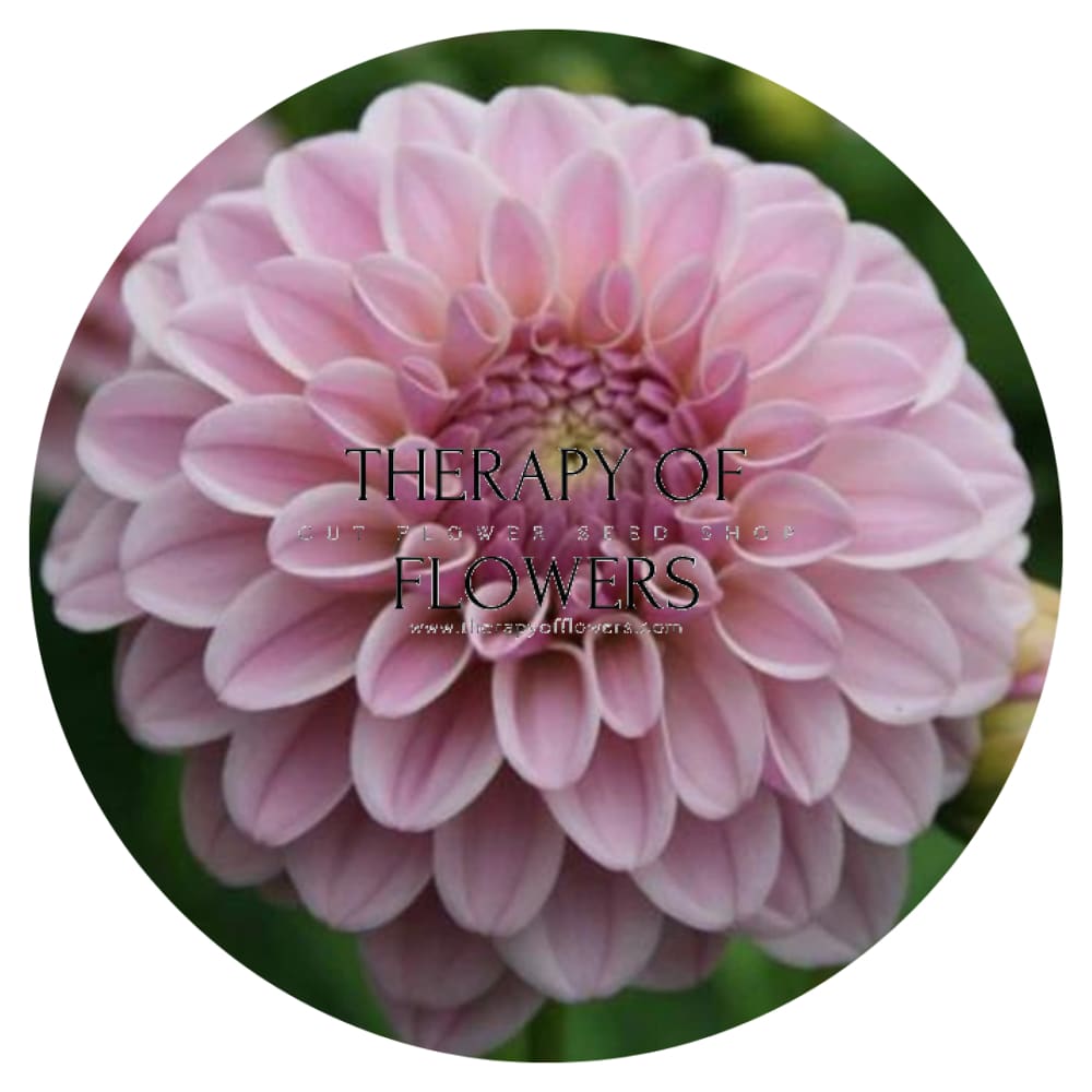 Dahlia Pink Silk therapyofflowers.com