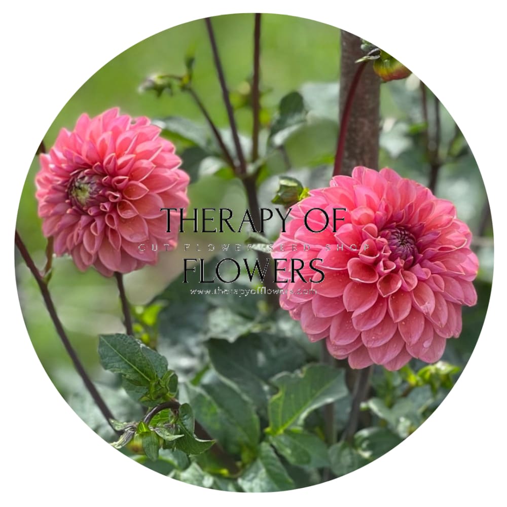 Dahlia Roza Pantera | Excellent for cut flowers therapyofflowers.com