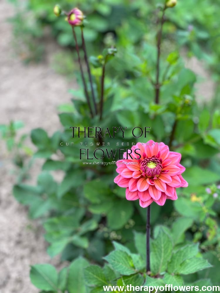 Dahlia Salmon Runner therapyofflowers.com