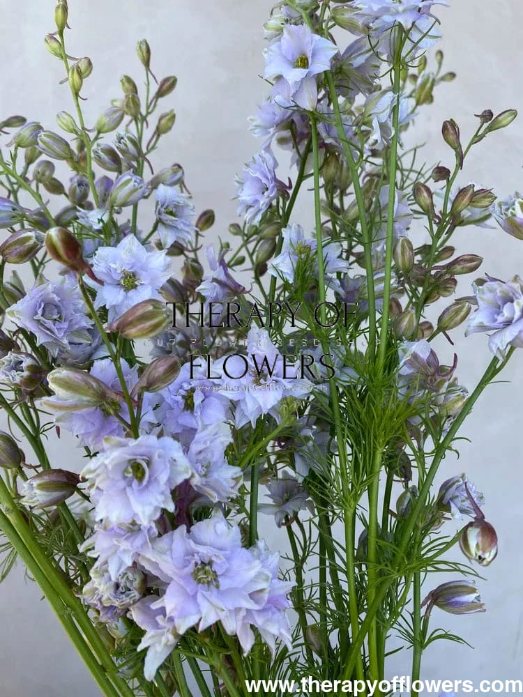 Delphinium consolida Fancy Smokey Eyes | Larkspur therapyofflowers.com