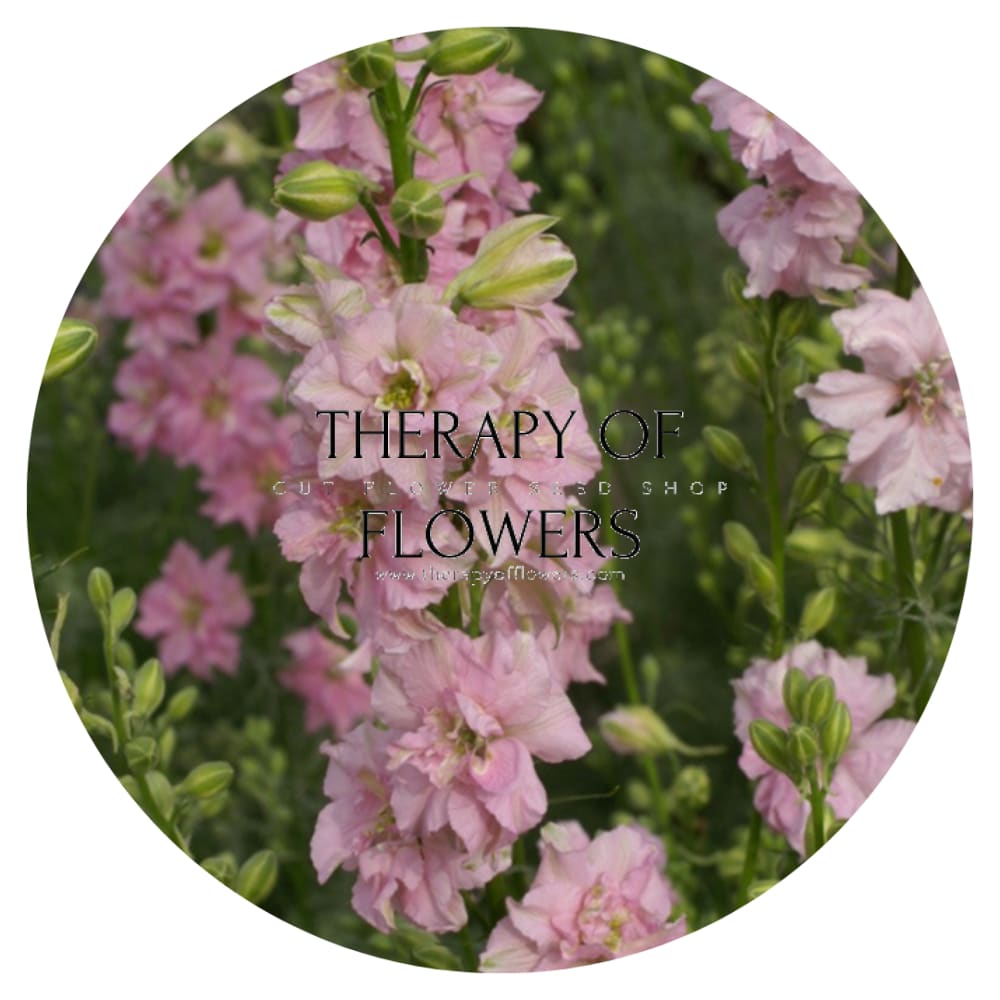 Delphinium consolida QIS® Light Pink | Larkspur therapyofflowers.com