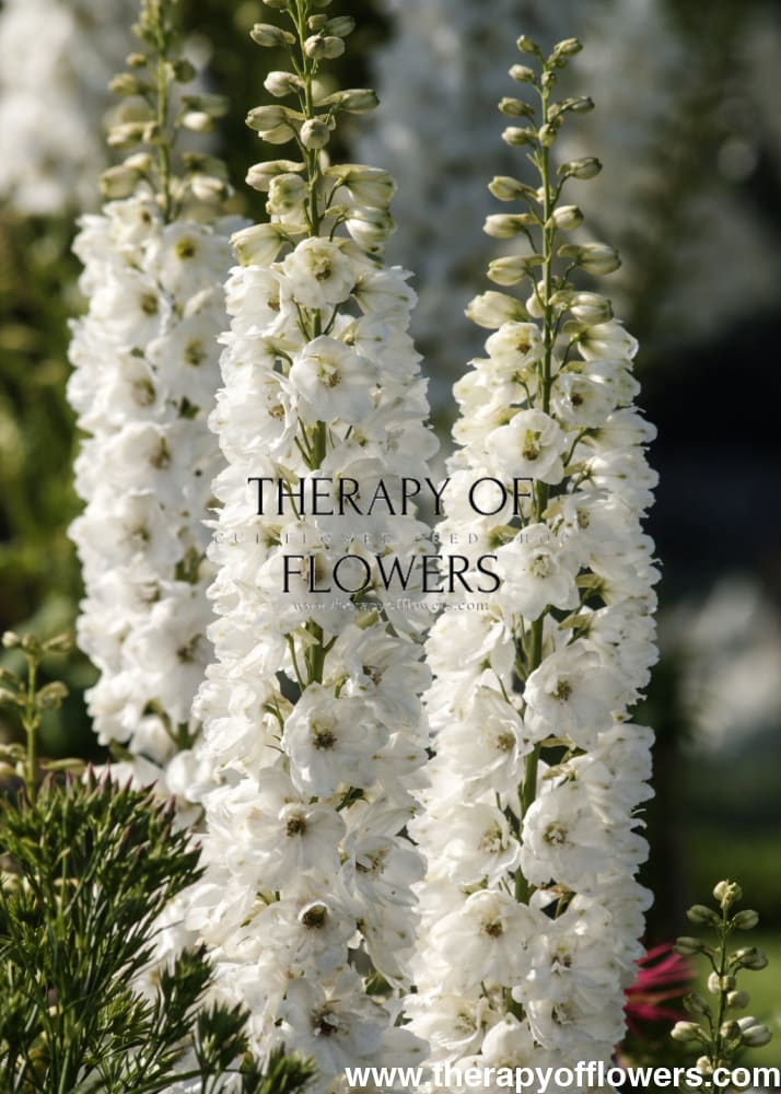 Delphinium elatum Guardian White therapyofflowers.com