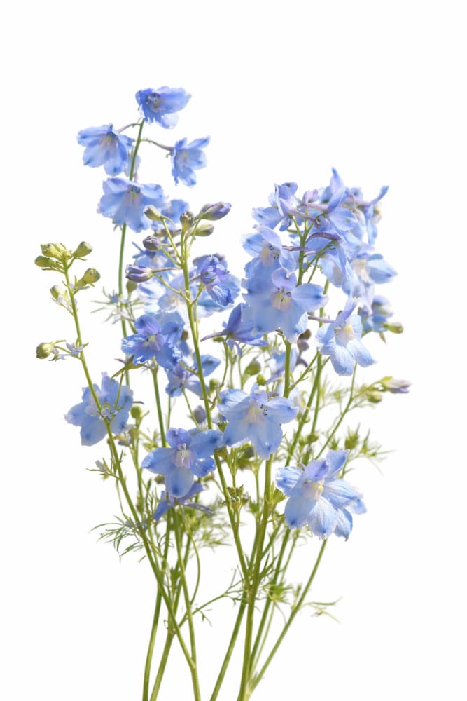 Delphinium Summer Blues® Seeds | Siberian Larkspur | Bright Blue