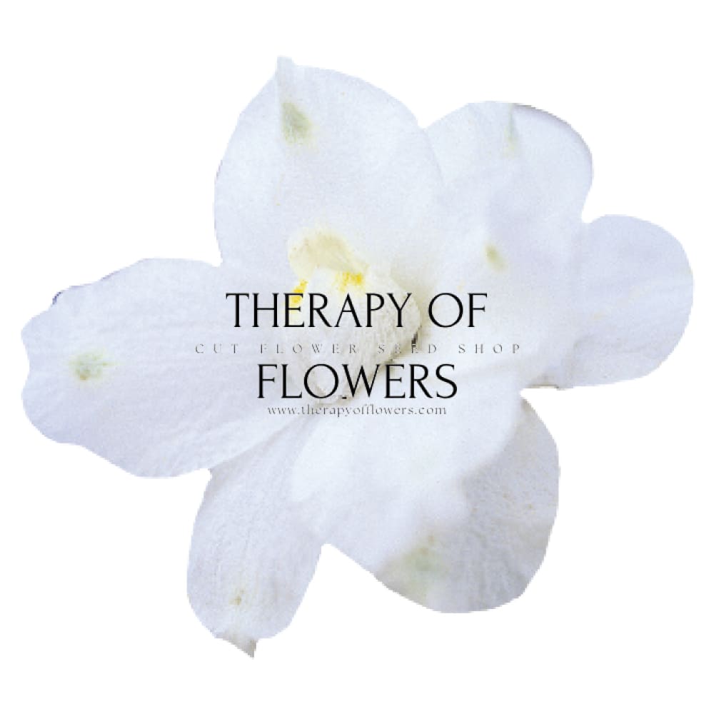 Delphinium grandiflorum Summer Star | Siberian larkspur therapyofflowers.com