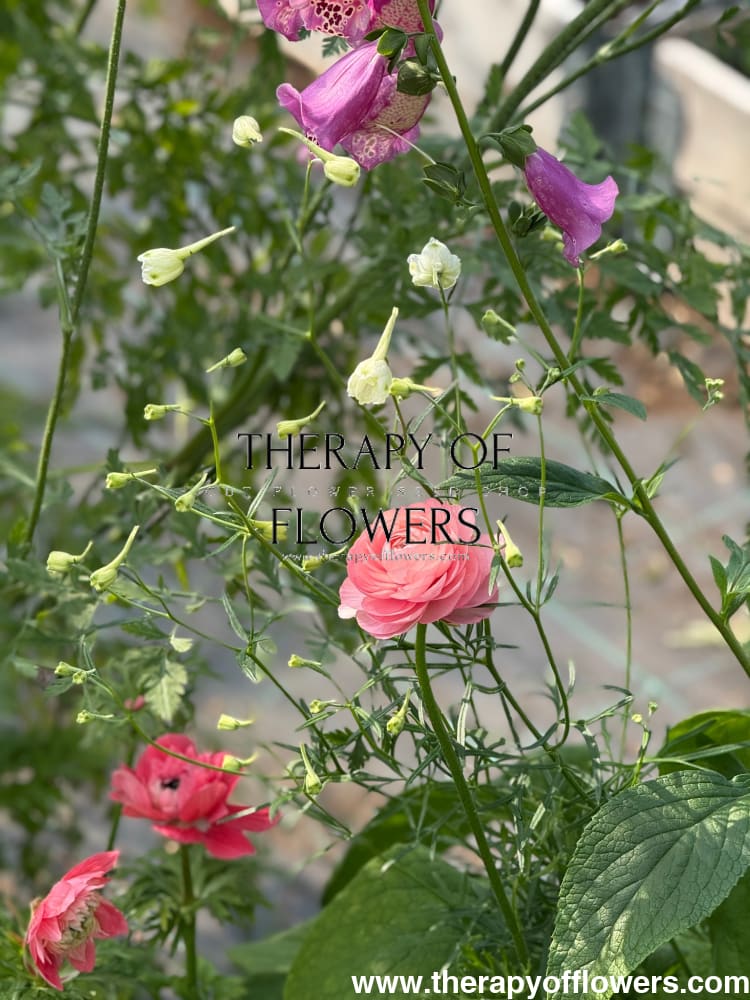 Delphinium grandiflorum Summer Star | Siberian larkspur therapyofflowers.com