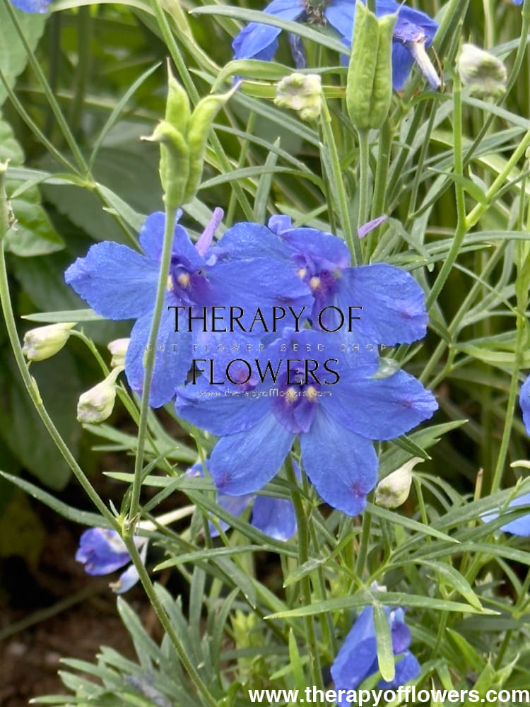 Delphinium x belladonna Blue Shadow® | Candle larkspur therapyofflowers.com