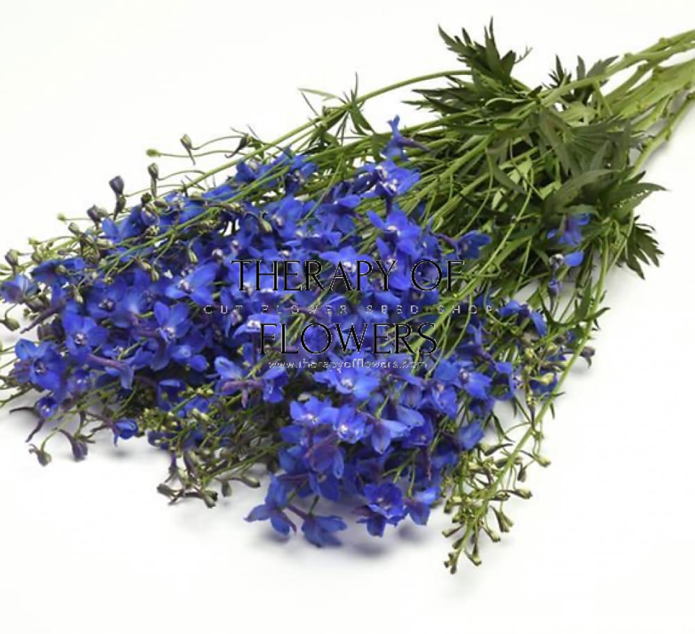 Delphinium x belladonna Blue Shadow® | Candle larkspur therapyofflowers.com
