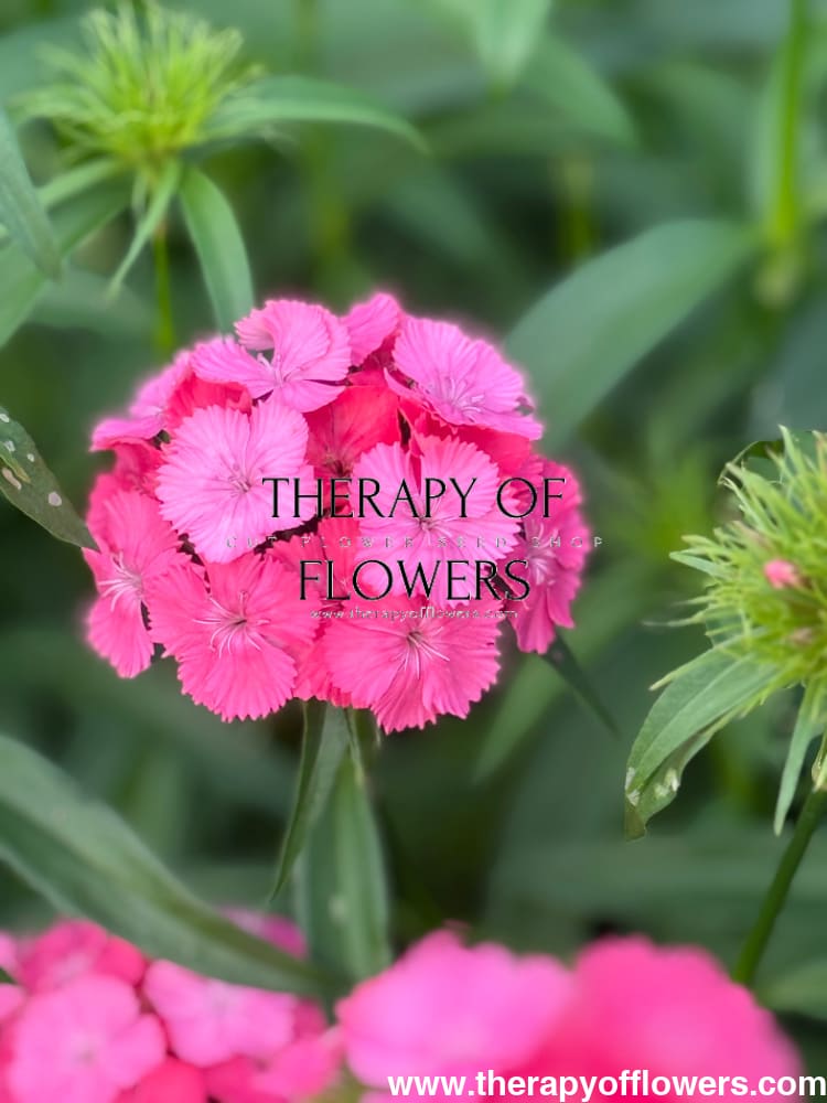 Dianthus barbatus Sweet Deep Pink Maxine F1 | Sweet William | Pelleted therapyofflowers.com