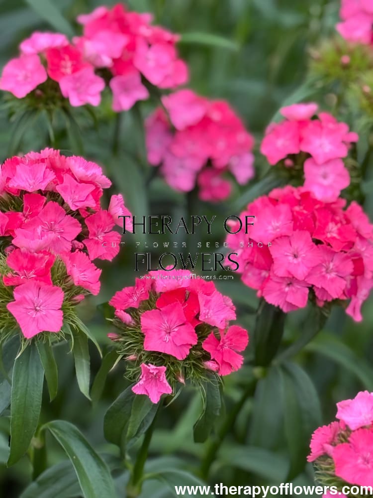 Dianthus barbatus Sweet Deep Pink Maxine F1 | Sweet William | Pelleted therapyofflowers.com