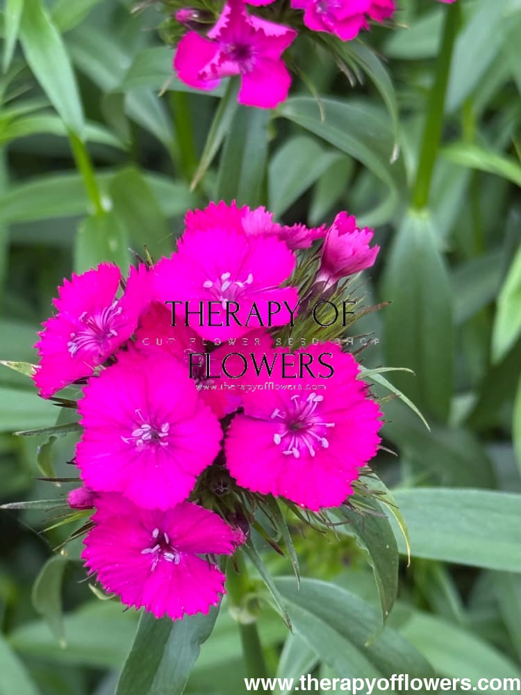 Dianthus barbatus Sweet™ Neon Purple F1 | Sweet William | Pelleted therapyofflowers.com