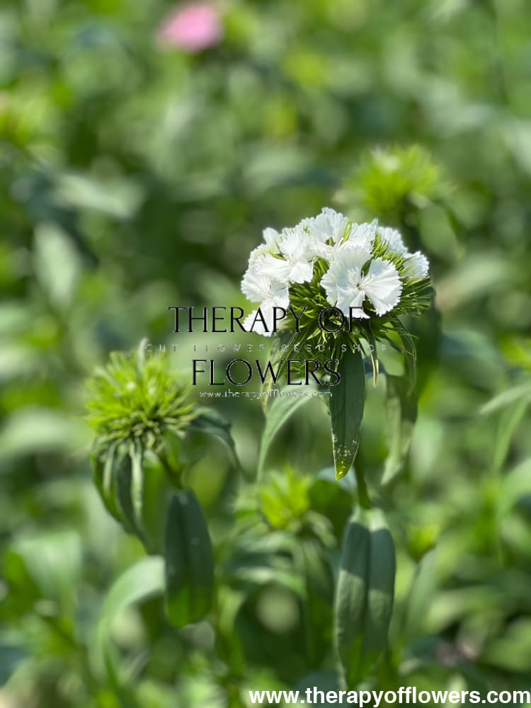 Dianthus barbatus Sweet White therapyofflowers.com