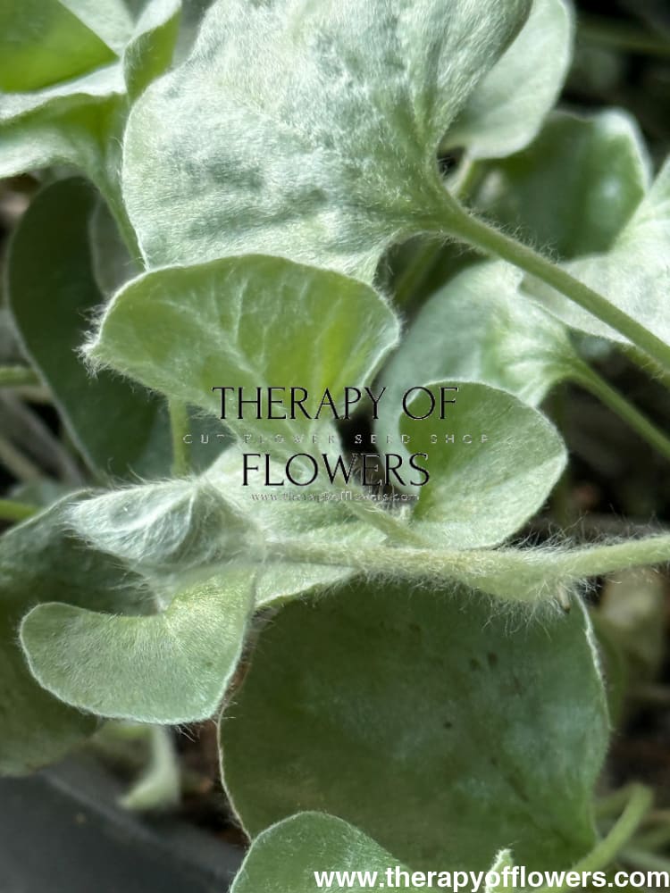 Dichondra argentea Silver Surfer™ | Silver ponysfoot therapyofflowers.com