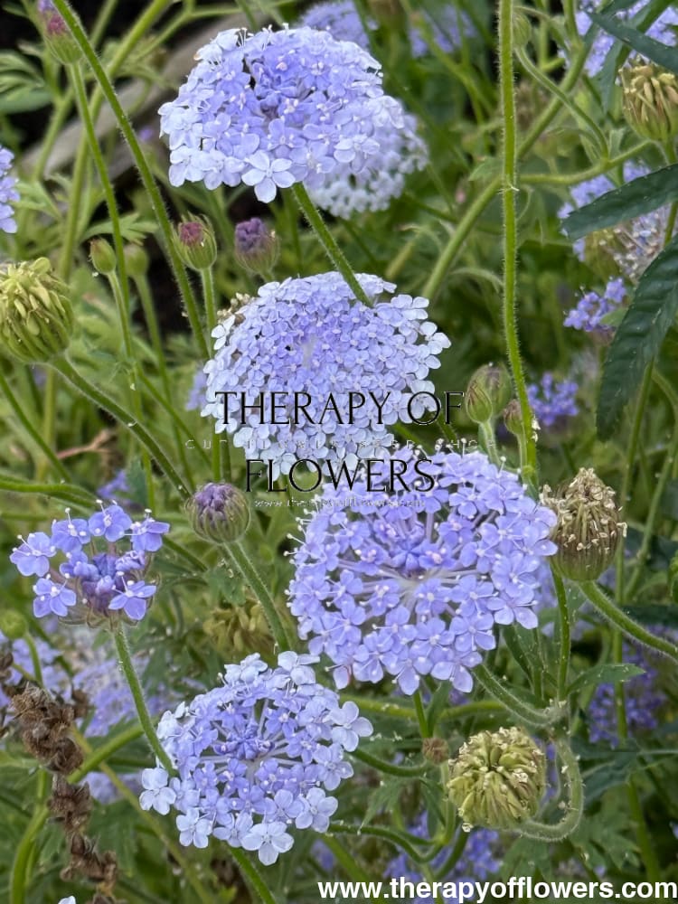 Didiscus caeruleus Lace Blue | Lace Flower therapyofflowers.com
