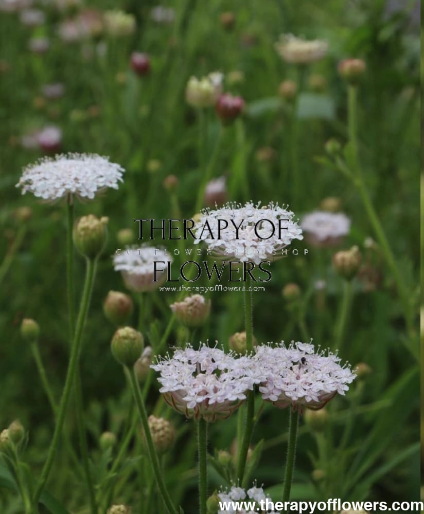 Didiscus caeruleus Lace Pink therapyofflowers.com