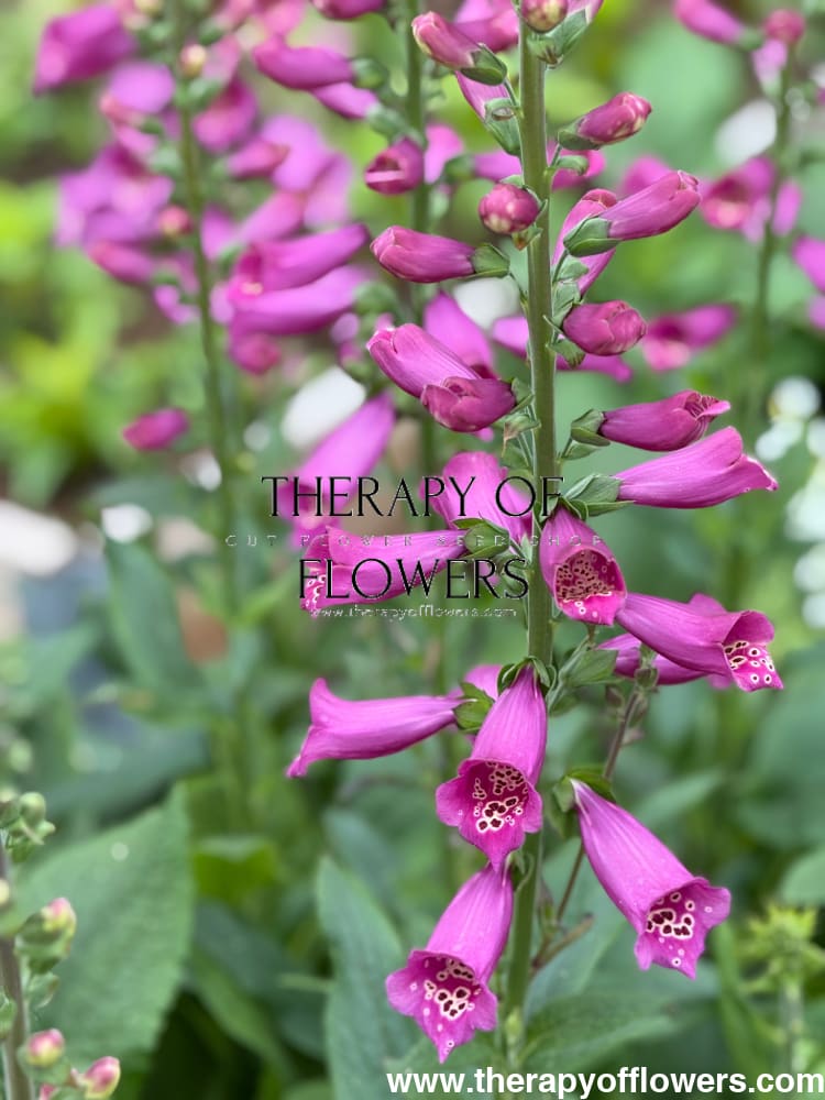 Digitalis Purpurea Camelot Rose F1 | Foxglove | Pelleted therapyofflowers.com