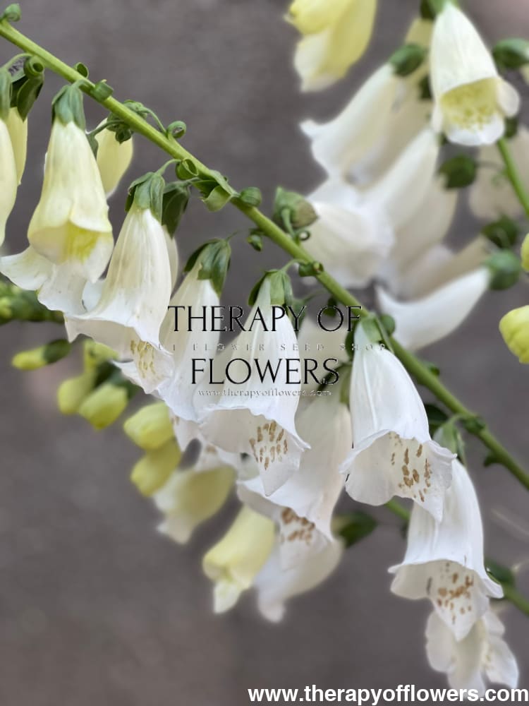 Digitalis Purpurea Camelot White F1 therapyofflowers.com