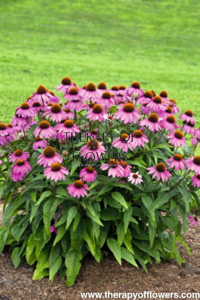 Echinacea purpurea Primadonna® Deep Rose therapyofflowers.com