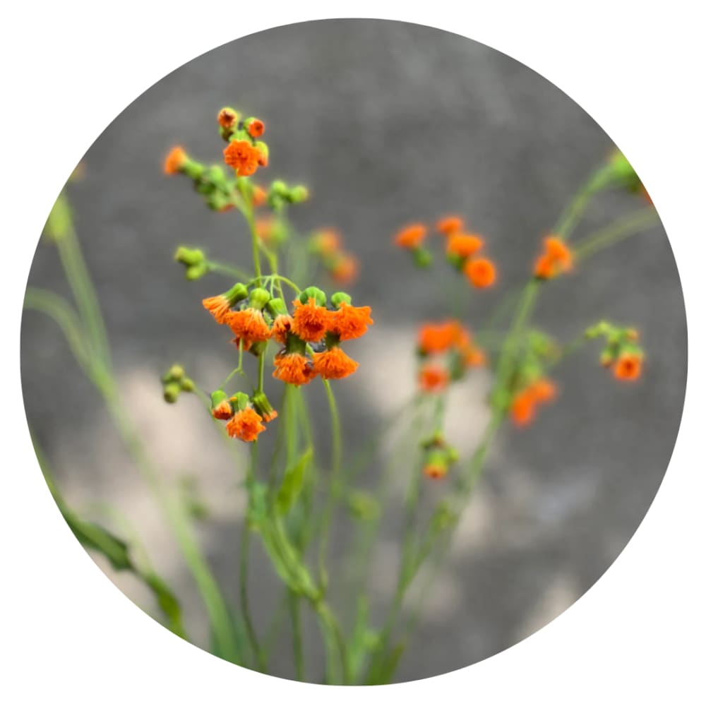 irish poet tassel flower seeds Emilia javanica Irish Poet