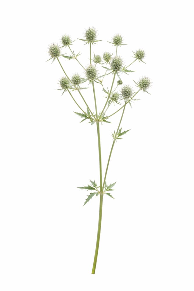 Eryngium planum 'White Glitter' | Flat Sea Holly Seeds