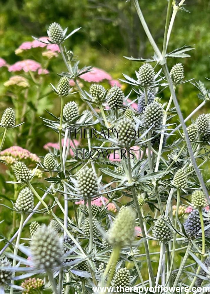 Eryngium planum White Glitter | Flat Sea Holly therapyofflowers.com
